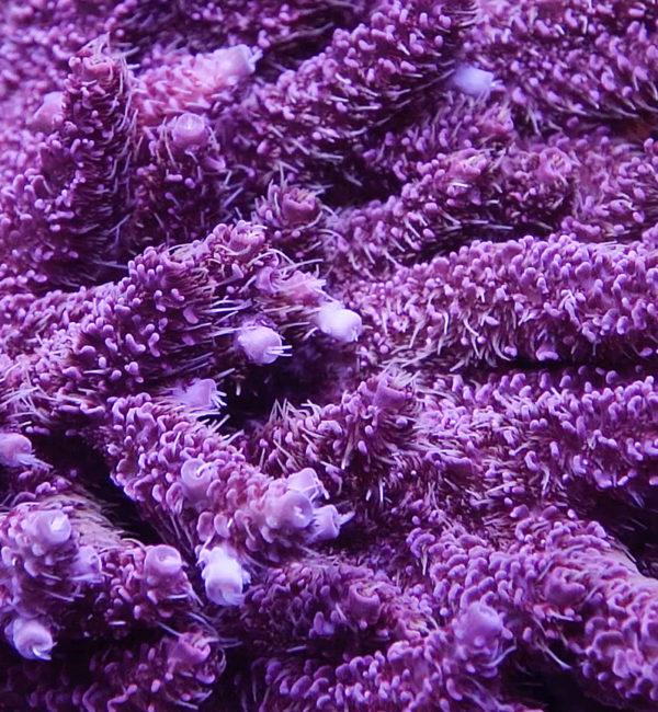 ACI Cherry Pie Millie