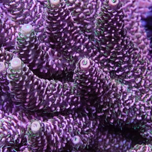 ACI Pink Spathulata