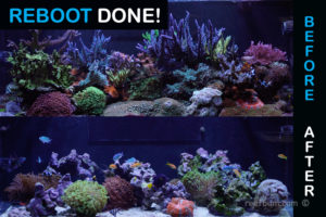 reboot reef tank