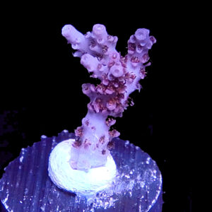 North Stars Pink Clathrata
