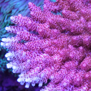 North Stars Pink Clathrata