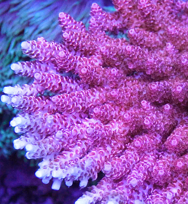 North Stars Pink Clathrata