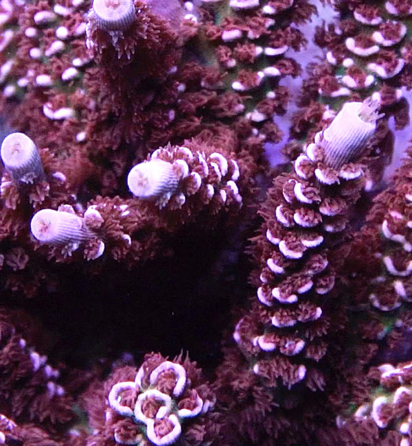 TGC Cherry Bomb