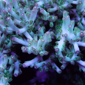 C-Quarium Unknown