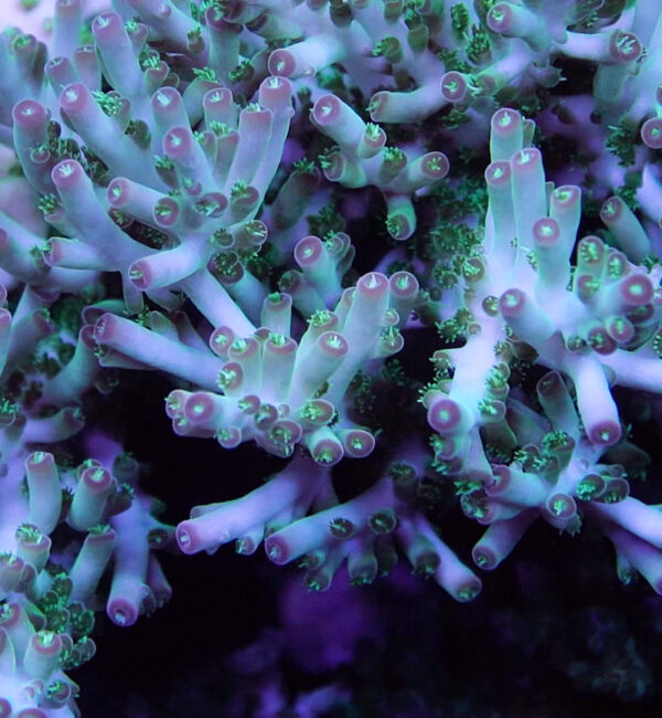 C-Quarium Unknown