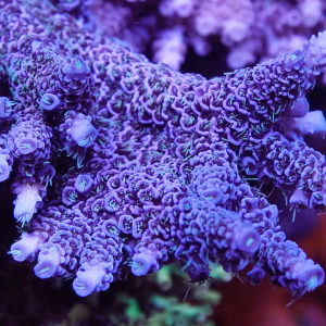 Palmers Blue Millie