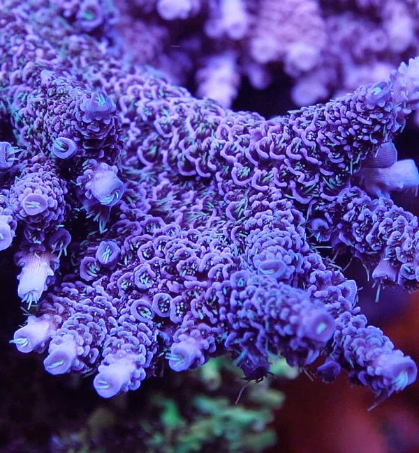 Palmers Blue Millie