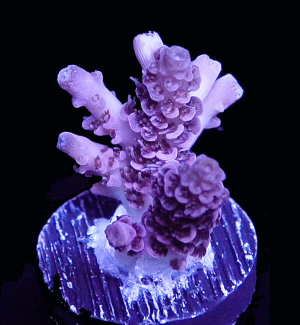 RR Unknown Pink Millie