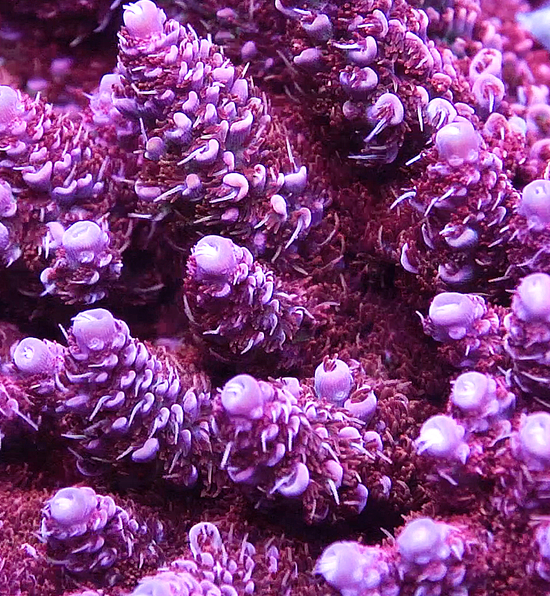 TSA Princess Peach - ReefBum