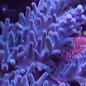 Reef Nation Purple Turaki
