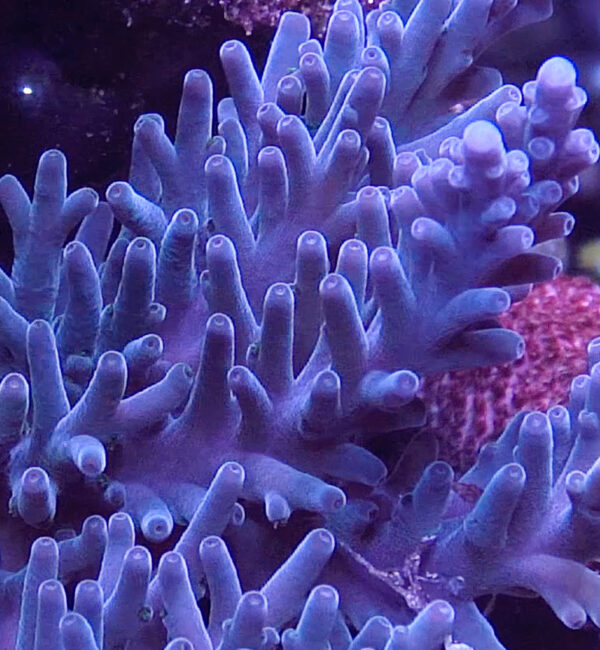 Reef Nation Purple Turaki