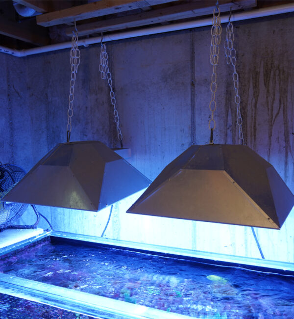 Lumenarc III relector